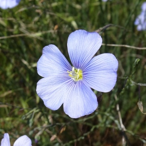 Linum austriacum L. [1753] [nn39389] par Alain Bigou le 28/05/2024 - Montmaurin