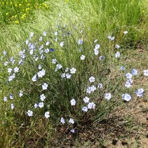 Linum austriacum L. [1753] [nn39389] par Alain Bigou le 28/05/2024 - Montmaurin