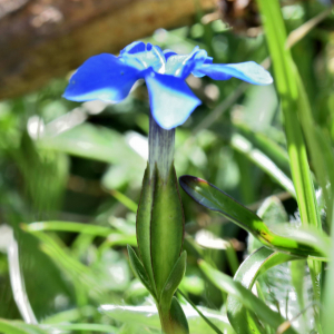 Photographie n°3126574 du taxon Gentiana verna L. [1753]