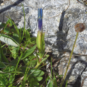 Photographie n°3126575 du taxon Gentiana verna L. [1753]