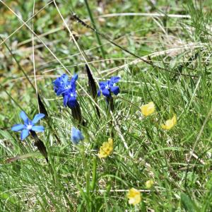 Photographie n°3126576 du taxon Gentiana verna L. [1753]