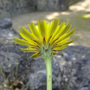 Hypochaeris radicata L. [1753] [nn35439] par Alain Bigou le 28/05/2024 - Montmaurin