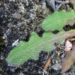 Hypochaeris radicata L. [1753] [nn35439] par Alain Bigou le 28/05/2024 - Montmaurin