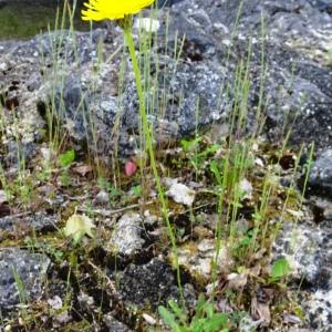 Hypochaeris radicata L. [1753] [nn35439] par Alain Bigou le 28/05/2024 - Montmaurin