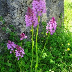 Anacamptis pyramidalis (L.) Rich. [1817] [nn4321] par Alain Bigou le 28/05/2024 - Montmaurin