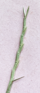 Liliane Roubaudi, le 22 mai 2001 (Gruissan)