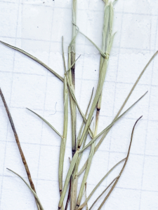 Liliane Roubaudi, le 12 mai 2002 (Gruissan)