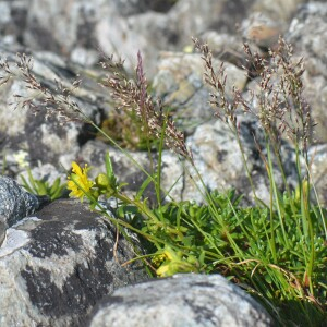 Agrostis rupestris var. alpinoides (Gamisans) Portal [2009] [nn101665] par Jean-Claude Lincker le 03/08/2024 - Villar-d'Arêne