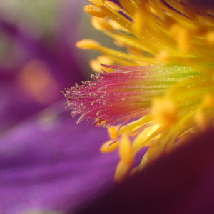 Pulsatilla vulgaris Mill. [1768] [nn54096] par Matthieu Gauvain le 02/04/2017 - Marfaux