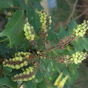 Berberis aquifolium Pursh [1814] [nn9449] par Escargotte le 14/02/2025 - Maisons-Alfort