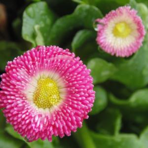 Bellis perennis L. [1753]  [nn9408] par Escargotte le 14/02/2025 - Maisons-Alfort