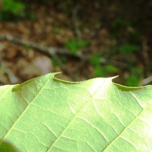 Castanea crenata Siebold & Zucc. [1846] [nn14750] par Alain Bigou le 28/05/2024 - Cardeilhac