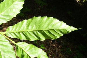 Alain Bigou, le 28 mai 2024 (Cardeilhac (Lacoste-Forêt-de-Martin ))