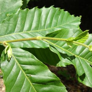 Castanea crenata Siebold & Zucc. [1846] [nn14750] par Alain Bigou le 28/05/2024 - Cardeilhac