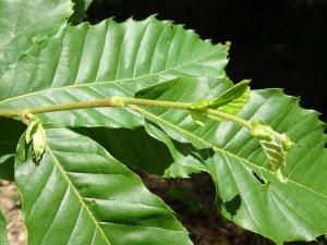Alain Bigou, le 28 mai 2024 (Cardeilhac (Lacoste-Forêt-de-Martin ))