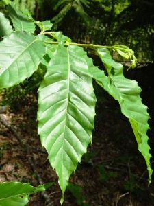 Alain Bigou, le 28 mai 2024 (Cardeilhac (Lacoste-Forêt-de-Martin ))
