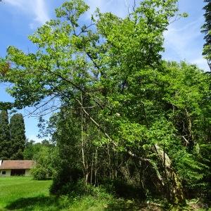 Castanea crenata Siebold & Zucc. [1846] [nn14750] par Alain Bigou le 28/05/2024 - Cardeilhac