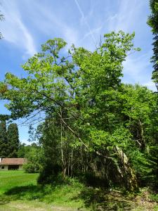Alain Bigou, le 28 mai 2024 (Cardeilhac (Lacoste-Forêt-de-Martin ))