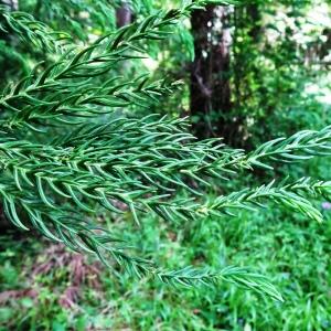 Cryptomeria japonica (L.f.) D.Don [1841] [nn20151] par Alain Bigou le 28/05/2024 - Cardeilhac