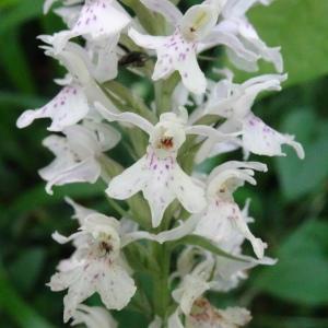 Dactylorhiza fuchsii (Druce) Soó [1962] [nn21352] par Alain Bigou le 28/05/2024 - Cardeilhac