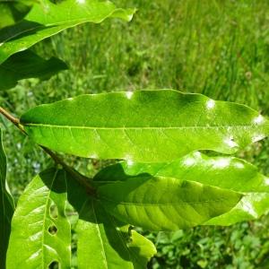 Quercus affinis [nn] par Alain Bigou le 28/05/2024 - Cardeilhac