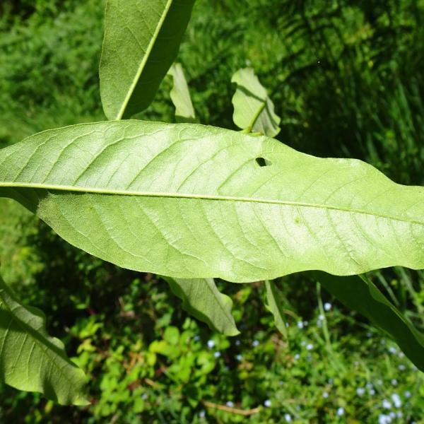 Quercus affinis [nn] par Alain Bigou le 28/05/2024 - Cardeilhac