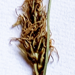 Photographie n°3129272 du taxon Carex divisa Huds. [1762]