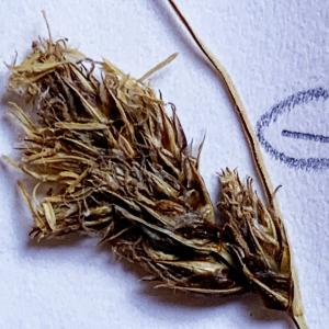 Photographie n°3129277 du taxon Carex divisa Huds. [1762]