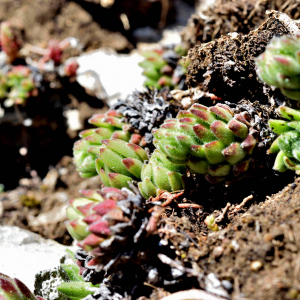 Sempervivum montanum L. [1753] [nn62650] par Jean Paul Saint Marc le 13/06/2024 - Laruns