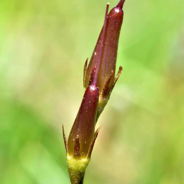 Soldanella alpina L. [1753] [nn75388] par Jean Paul Saint Marc le 13/06/2024 - Laruns