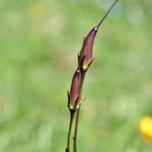 Soldanella alpina L. [1753] [nn75388] par Jean Paul Saint Marc le 13/06/2024 - Laruns