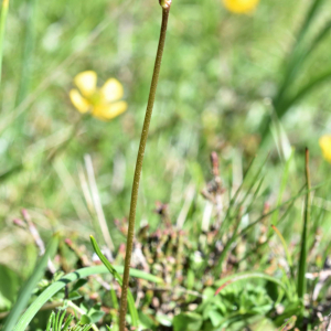 Soldanella alpina L. [1753] [nn75388] par Jean Paul Saint Marc le 13/06/2024 - Laruns