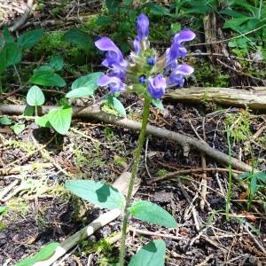 Photographie n°3129704 du taxon Prunella grandiflora (L.) Schöller [1775]