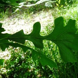 Quercus macrocarpa Michx. [nn] par Alain Bigou le 28/05/2024 - Cardeilhac