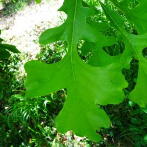 Quercus macrocarpa Michx. [nn] par Alain Bigou le 28/05/2024 - Cardeilhac