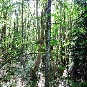 Taxodium distichum (L.) Rich. [1810] [nn67141] par Alain Bigou le 28/05/2024 - Cardeilhac