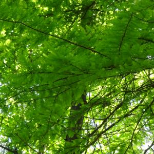 Taxodium distichum (L.) Rich. [1810] [nn67141] par Alain Bigou le 28/05/2024 - Cardeilhac