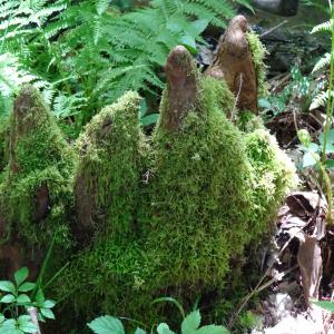 Taxodium distichum (L.) Rich. [1810] [nn67141] par Alain Bigou le 28/05/2024 - Cardeilhac