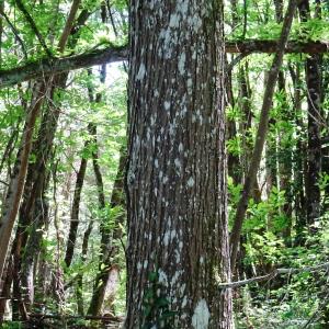 Taxodium distichum (L.) Rich. [1810] [nn67141] par Alain Bigou le 28/05/2024 - Cardeilhac