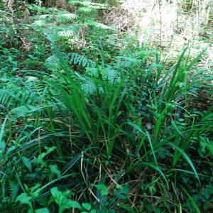 Carex pendula Huds. [1762] [nn14226] par Alain Bigou le 28/05/2024 - Cardeilhac