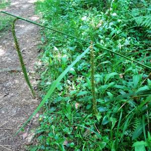 Carex pendula Huds. [1762] [nn14226] par Alain Bigou le 28/05/2024 - Cardeilhac