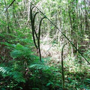 Carex pendula Huds. [1762] [nn14226] par Alain Bigou le 28/05/2024 - Cardeilhac