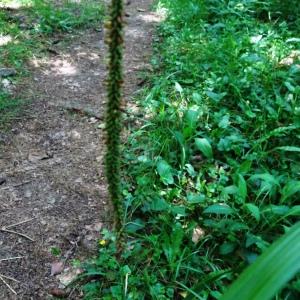 Carex pendula Huds. [1762] [nn14226] par Alain Bigou le 28/05/2024 - Cardeilhac