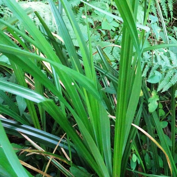 Carex pendula Huds. [1762] [nn14226] par Alain Bigou le 28/05/2024 - Cardeilhac