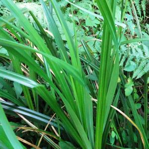 Carex pendula Huds. [1762] [nn14226] par Alain Bigou le 28/05/2024 - Cardeilhac