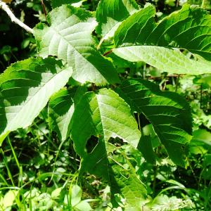 Prunus avium (L.) L. [1755] [nn53417] par Alain Bigou le 28/05/2024 - Cardeilhac