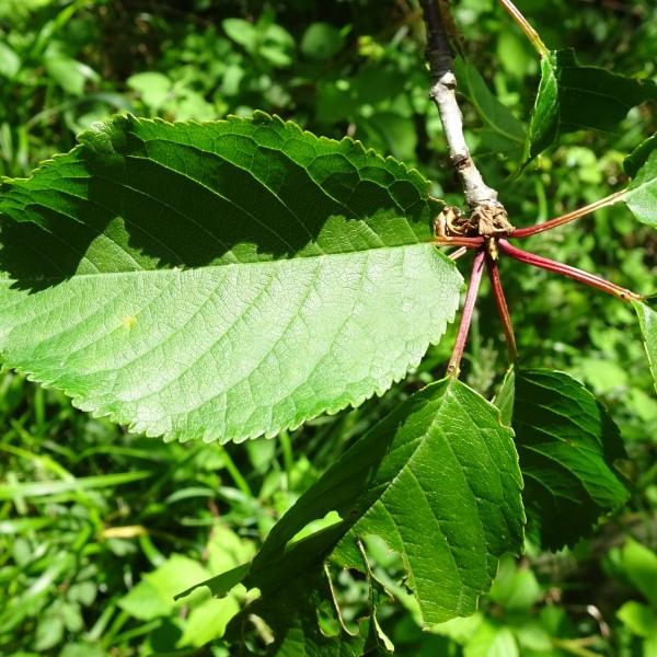 Prunus avium (L.) L. [1755] [nn53417] par Alain Bigou le 28/05/2024 - Cardeilhac