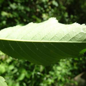 Prunus avium (L.) L. [1755] [nn53417] par Alain Bigou le 28/05/2024 - Cardeilhac