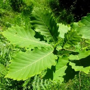 Quercus mongolica Fisch. ex Ledeb. [nn] par Alain Bigou le 28/05/2024 - Cardeilhac