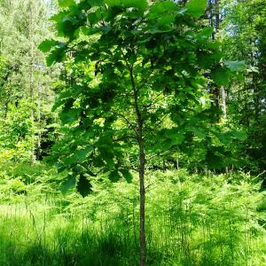 Quercus dentata Thunb. [nn] par Alain Bigou le 28/05/2024 - Cardeilhac